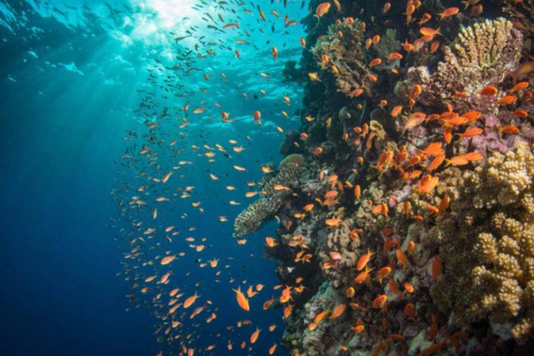 987_orange-anthias-on-reef